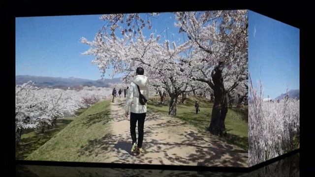 【函館散歩】五稜郭公園へ満開の桜を見に行く♪2021春
