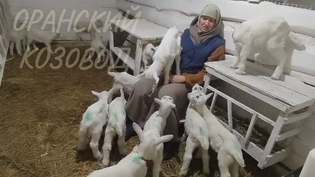 Зааненские козлята.