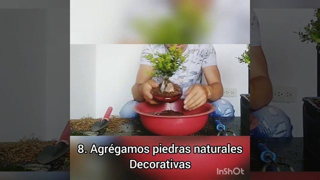 Bonsai en 1 minuto... Bonsai fácil y rápido