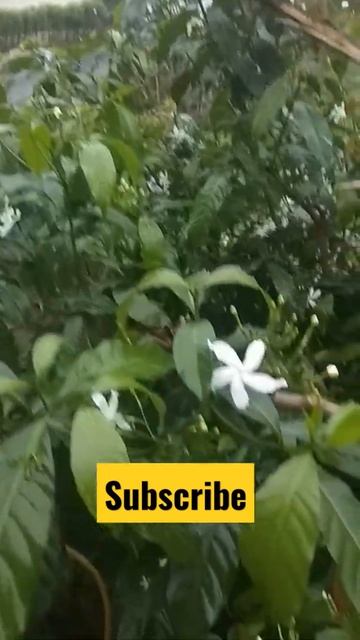 🍁Inspiratia Insights|| Drizzling Rain || Pinwheel Flower Blooming || Crape Jasmine||Feel Fresh 😇