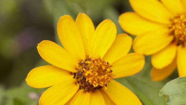 Butterfly Garden Plants