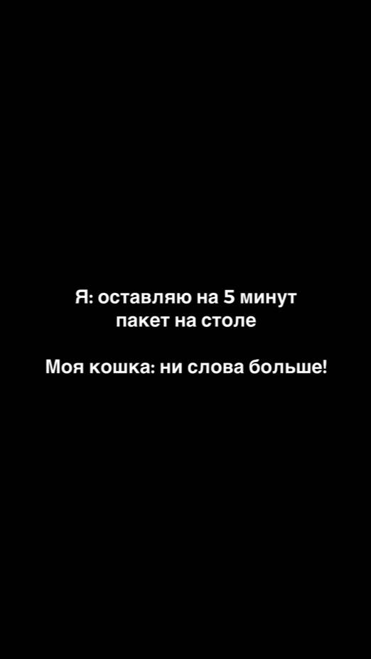 🐱 МОЯ КОШКА – ЭТО ПРОСТО НЕЧТО! 😂