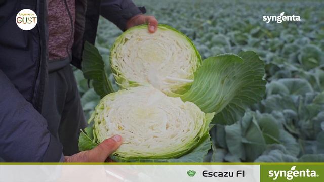 Testimonial Nicolae Micu - Escazu F1 - Varză de toamnă