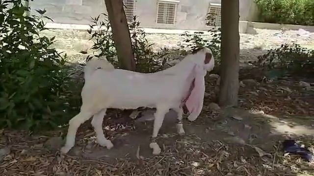 Nasli Bakra Quality Speaks Itself Around 5 To 6 Months Old