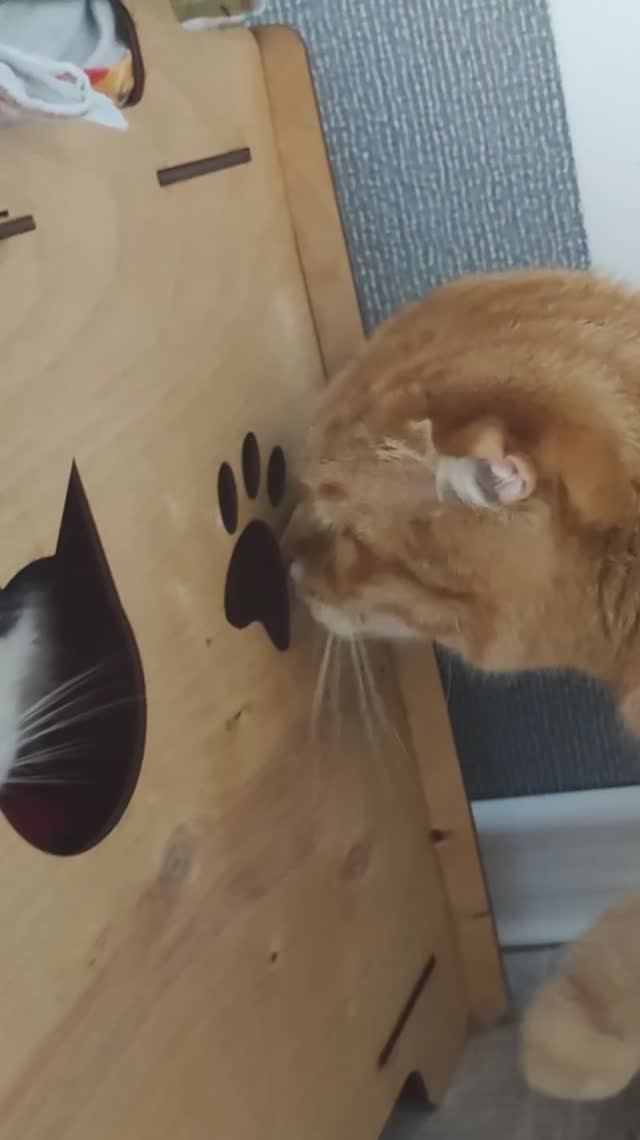 Кот Стёпа и кошка Тима выгоняют кота Яшу из домика