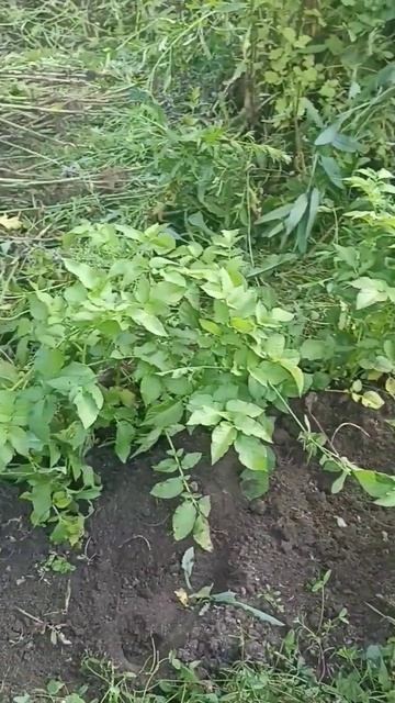 Картофель из магнита