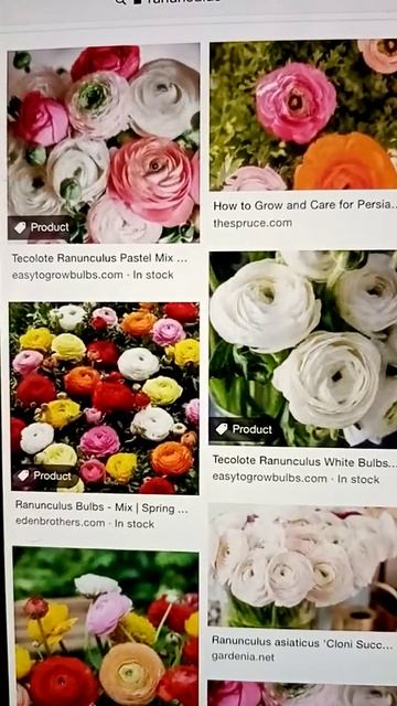 Ranunculus
