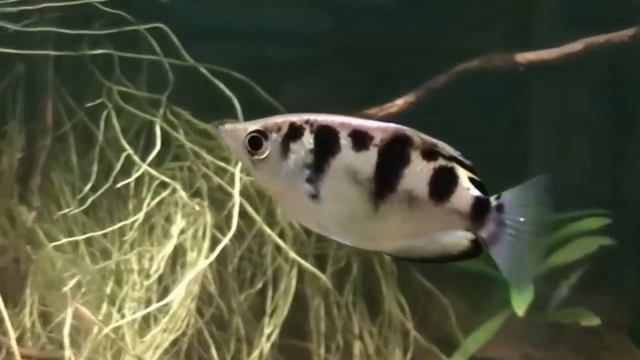 The Most Clever Aquarium Fish | Archer Fish...