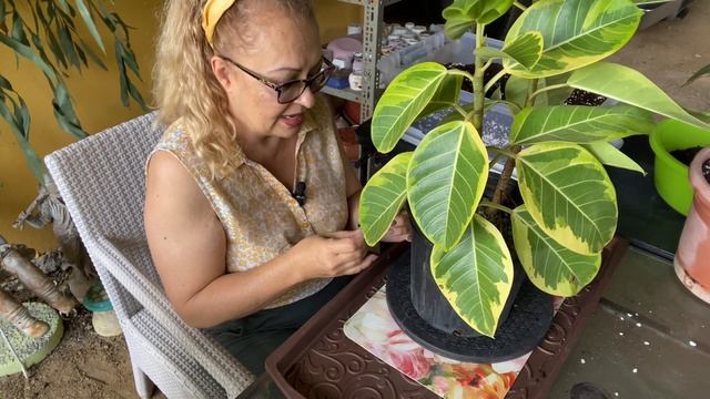 ¡FINALMENTE pude TRANSPLANTAR ÚLTIMAS PLANTAS de BYRON PIKE! Ficus Altissima y Hawaiian Ti🪴S3-E177