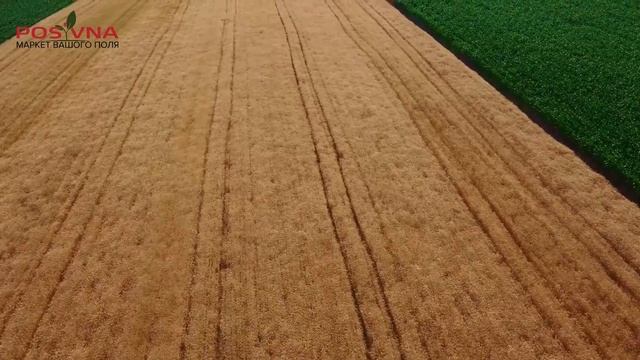 Дорога хліба від лану до столу