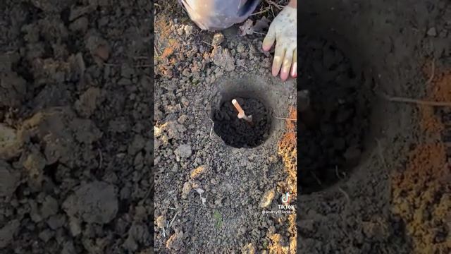 Сажаем виноград.