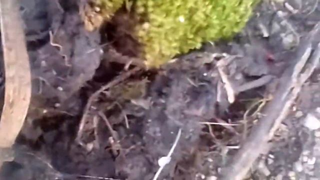 Видео про мох