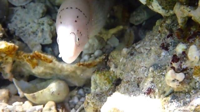 Geometric moray. Red Sea 2010-11 m2t