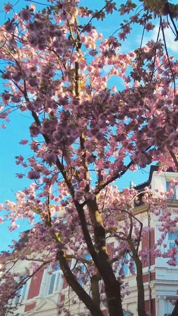 Bonn Sakura Avenue: A Pink Paradise in Germany