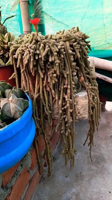 Chamaecereus silvestrii ( Peanut cactus ) blooming ♥️