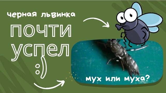 Мух или муха?