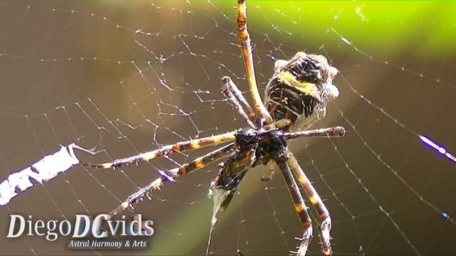 Argiope argentata - Brazilian Silver Argiope (Araneidae - Araneae) Aranha-de-prata, X spider