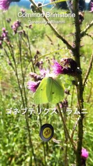 黄色い蝶 🦋 Butterfly Beauty 🌸Limonera
