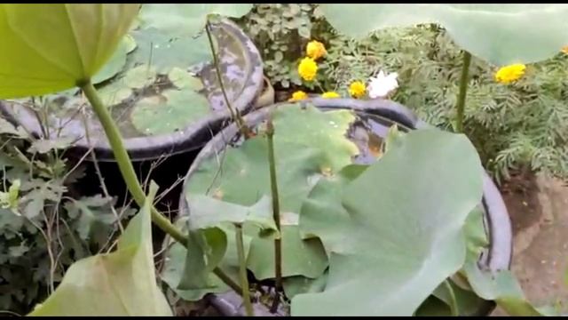 How To Grow Lotus At Home/ Desi Lotus Care