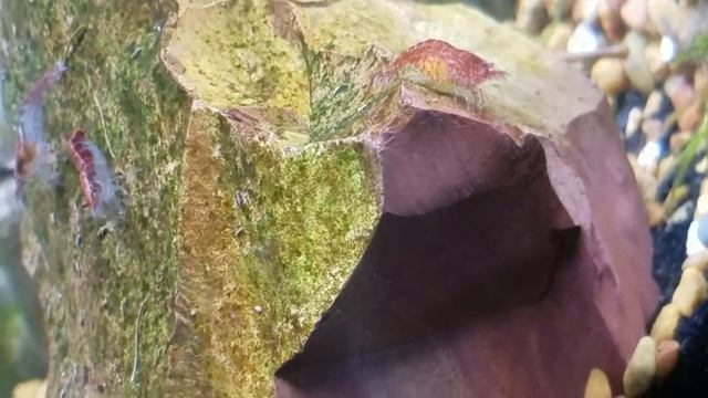 Red Cherry Shrimp Baby Boom! - An Update and tips on how to breed hundreds of RCS