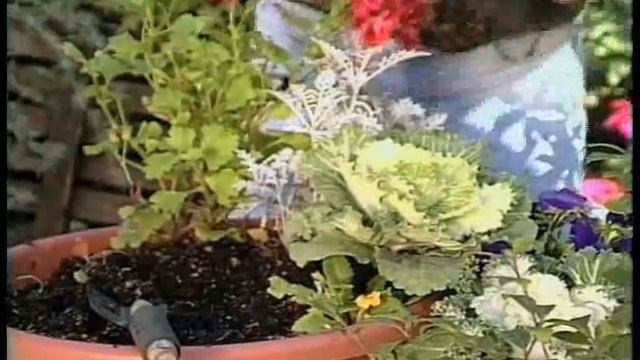 Ed Hume Plants  Fall Containers