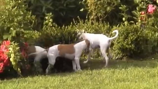 CASTAGNETTE whippet - "Les Gringos" - par de MEZERAC - MEZ