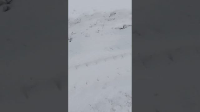 Гибель воробьев