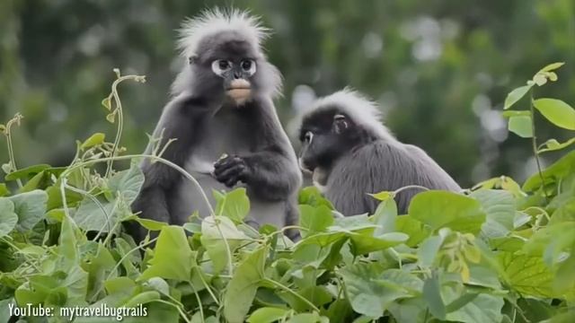 Funky Monkey Friday #5 Chewing