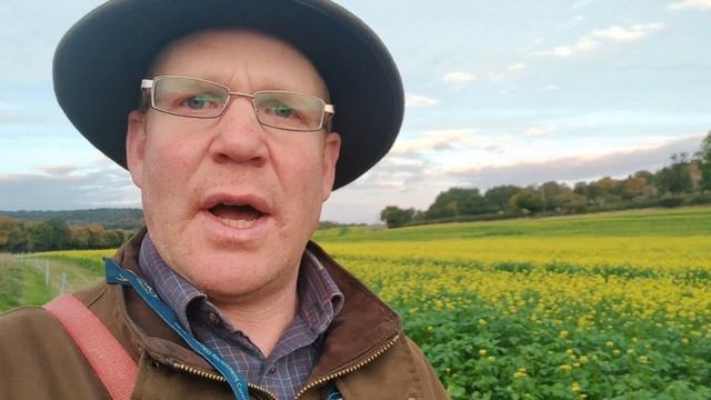 What is happening to our mustard