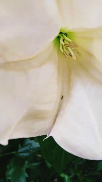 Dhatura flower #trending #flower #trending #shiva