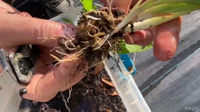 How to Divide and Grow Hostas @splendidgarden7b