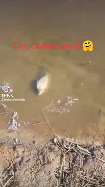 Воспоминания о летней рыбалке.