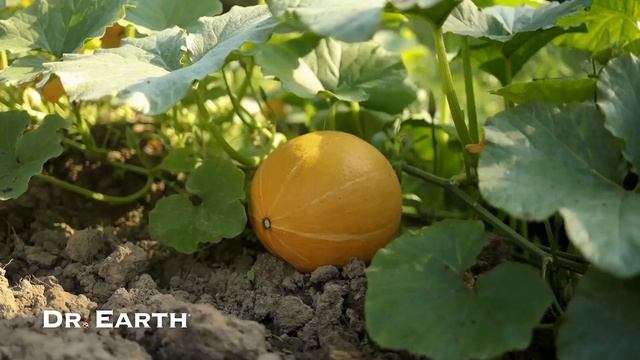 GROWING ORGANIC WINTER SQUASH