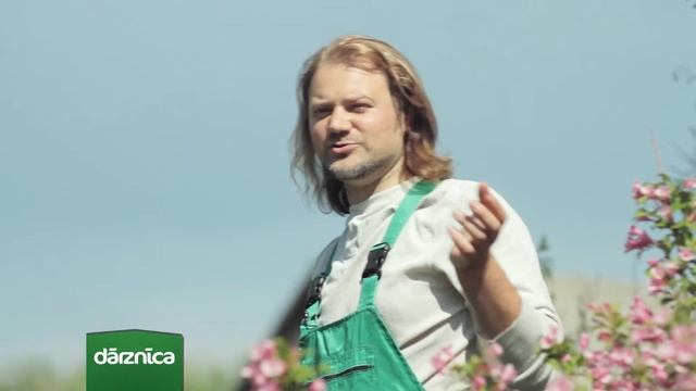 Jūlija mēneša augs - veigela