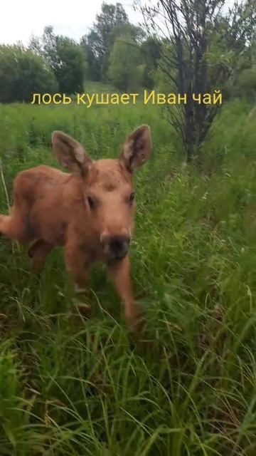 лось кормиться иван чаем