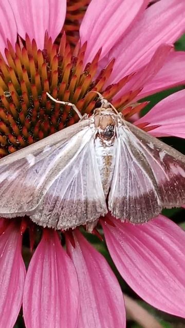 Mother eat on echinacea ,saved from the lampc
