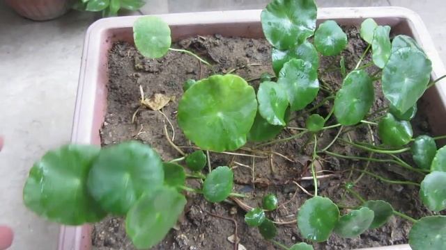 Pennywort Plant Caring Tips | Dollar Plant | Urdu/Hindi