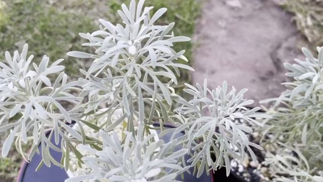 เบญจมาศสีเงิน Crossostephium ออกดอกสวยงาม เพียงวางให้ถูกที่ รู้งี้..!!ทำไปนานแล้ว