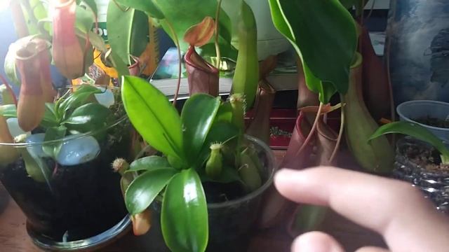 This month's nepenthes update: new ventrata rapid pitcher growth and nepenthes basals