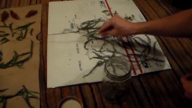 Foraging Edible Plants - Gathering Yarrow for Apothecary | Wild Food