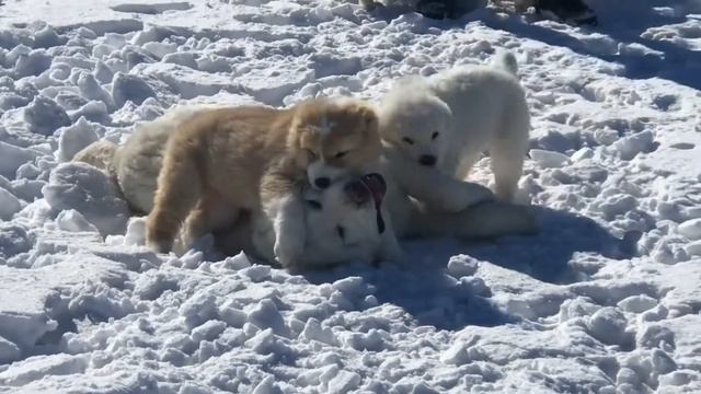 Щенки помет «З»
