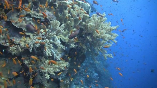 Buceo en el Mar Rojo. Brothers, Daedalus y Elphinstone