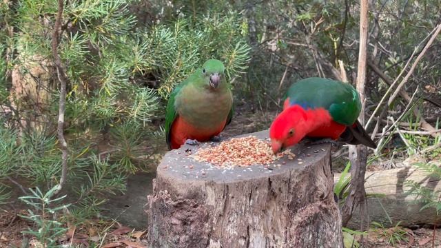 009 One Minute of King Parrots