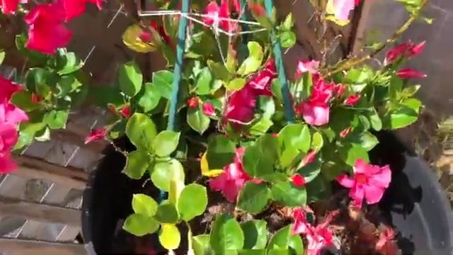 Mandevilla plant in container hot pink