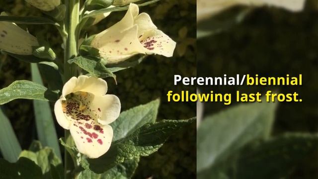 Digitalis Growing Guide