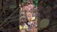 16.11 бузульник календарь декоративности , укрываю гортензии #сад #garden #дача #nature #flower