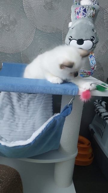 Священная бирма котенок