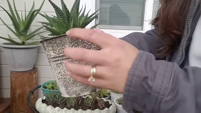 Les presento mi colección de haworthias.|Como las cuido.