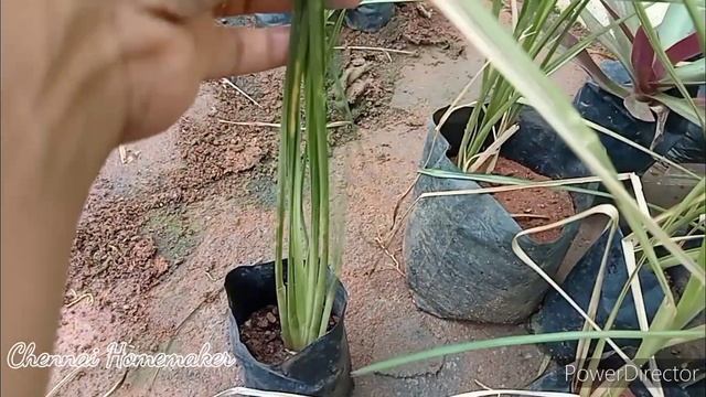 Plants For Sale/ செடிகள் விற்பனைக்கு/மருத்துவ செடிகள்/Brown Cordyline/Coreopsis/Lemon Grass/Rambai