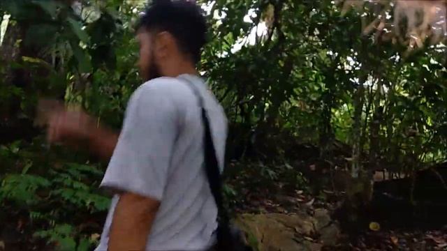 Tanaman Paludarium Monstera Pertusa atau Jalu Mampang di Alam